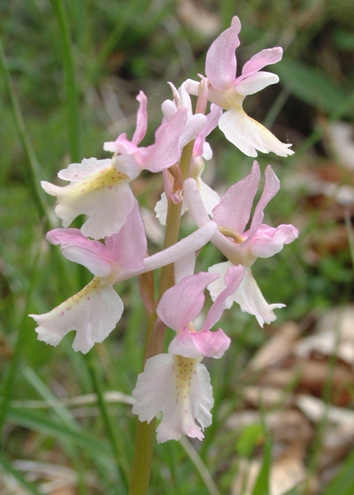 Orchis x colemanii (ibrido: Or. mascula x Or. pauciflora)